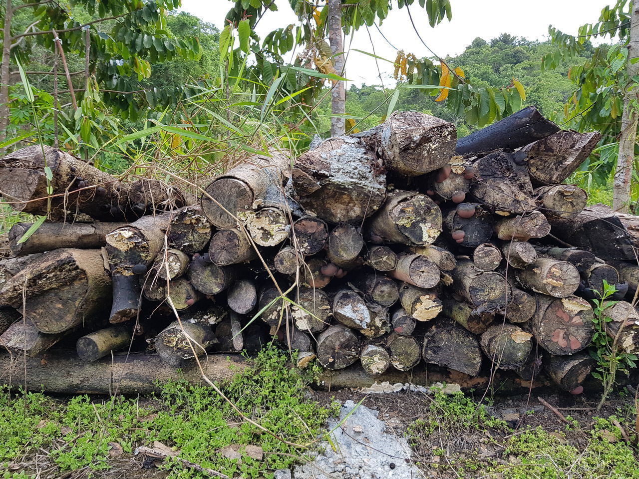 STACK OF LOGS ON FIELD IN FOREST