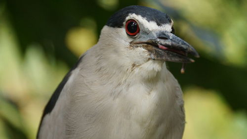 Close-up of eagle