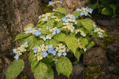 High angle view of flowering plant growing on rock