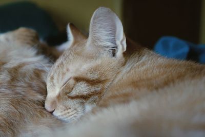 Orange kitten sleeping