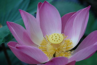 Close-up of pink water lily blooming in pond