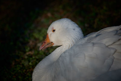 Close-up of white bird