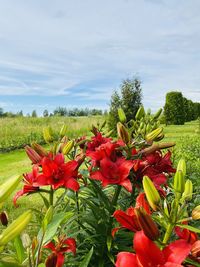 Close-up of red flowering plants on field against sky