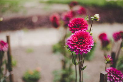 Close-up of pink flowers blooming outdoors