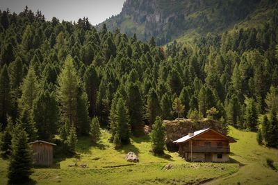Trees and houses in forest