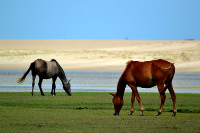 Horses in a field