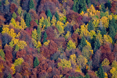 High angle view of trees in forest during autumn