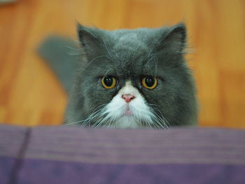 Close-up portrait of cat at home