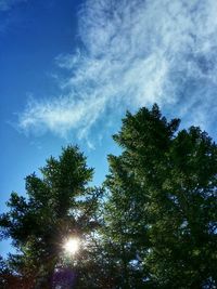Low angle view of trees against blue sky