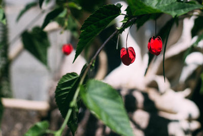 Close-up of red berries on plant