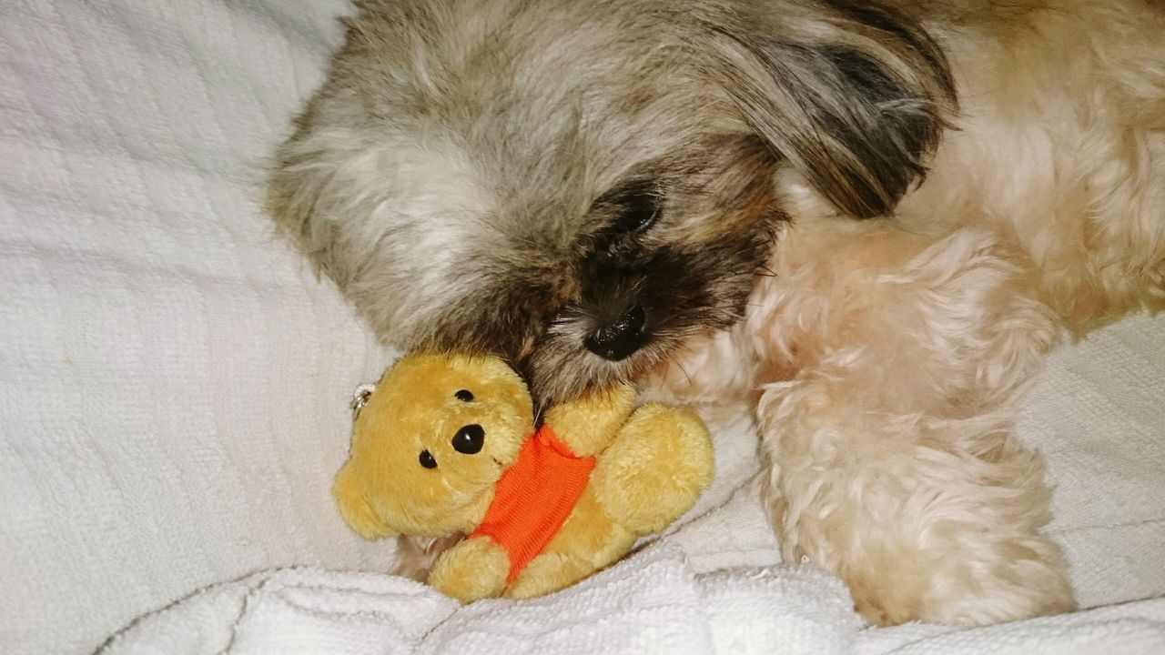 indoors, pets, domestic animals, dog, animal themes, one animal, toy, mammal, cute, high angle view, childhood, stuffed toy, relaxation, close-up, home interior, animal hair, still life, ball, yellow, lying down