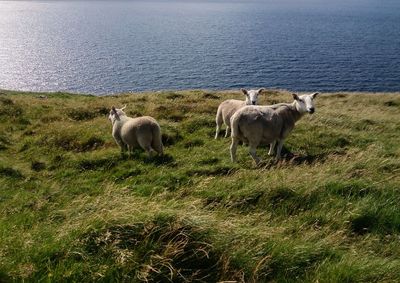 Sheep in a field