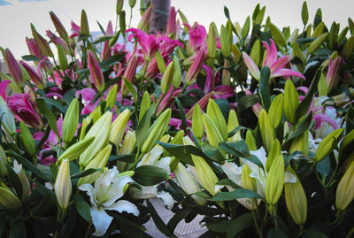 Close-up of purple flowering plants