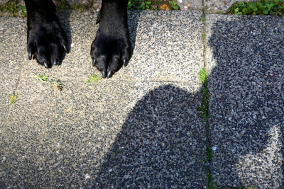 High angle view of black cat