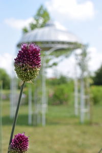 Close-up of pink flowering plant on field
