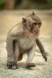 Baby long-tailed macaque runs on concrete path