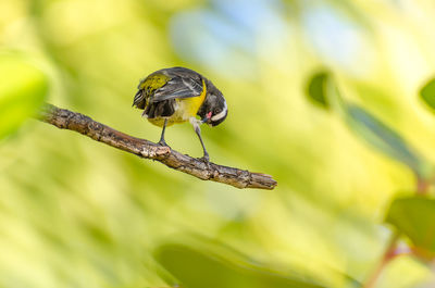 Bird perching on branch