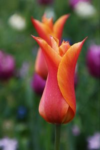 Close-up of orange rose flower