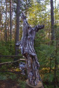 Trees in forest