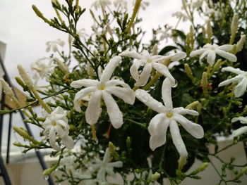 Close-up of white flowers blooming outdoors