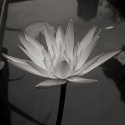Close-up of lotus water lily in lake