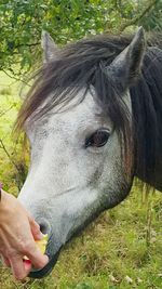 Close-up of horse