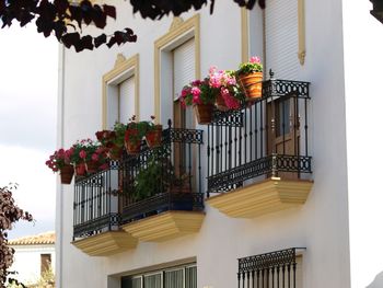 Potted plant on balcony of building