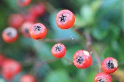 Close-up of cherries growing on plant