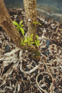 Close-up of tree trunk