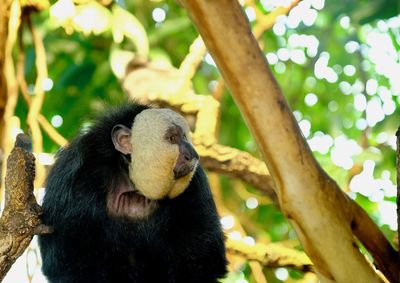 Low angle view of monkey on tree