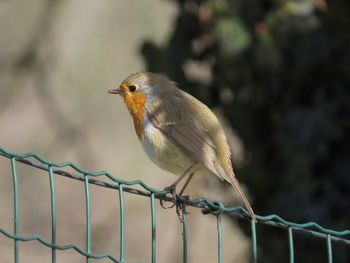 Close-up of robin perching outdoors