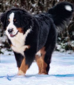 Dog standing in snow