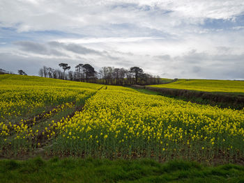 Scenic view of yellow flower field against sky