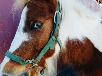 Close-up portrait of horse