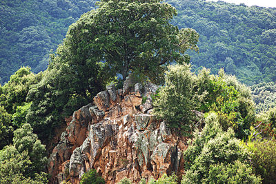 Plants growing on rock