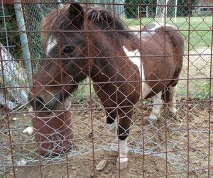 View of an animal on field seen through fence