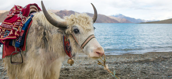 Close-up of horse in water against sky