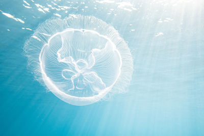 View of jellyfish swimming in sea