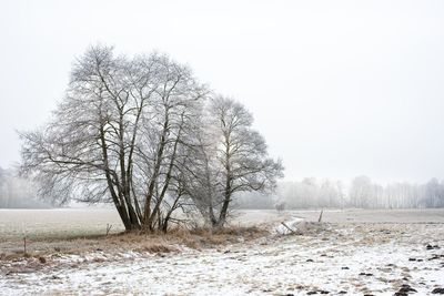 Close-up of tree against sky