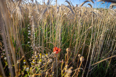 Close-up of crops on field