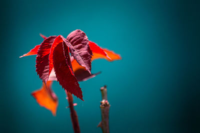 Close-up of red flower against blue background