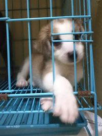 Close-up of cat in cage