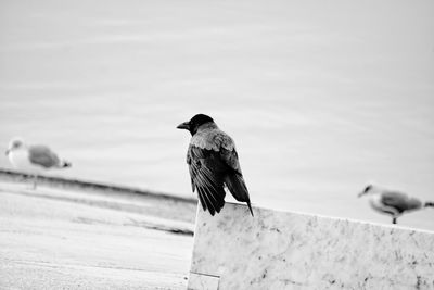 Close-up of seagull perching on wall against sky