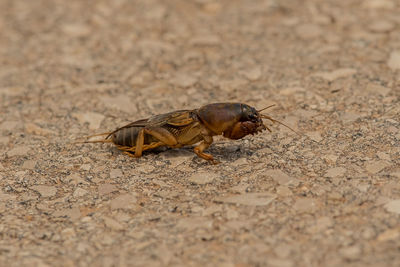 Close-up of fly on land