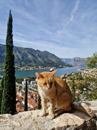 Cat looking over kotor bay