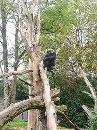 Bird perching on branch