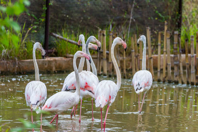 View of birds in lake