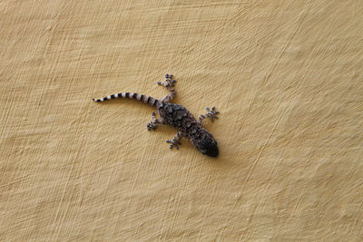 Directly above shot of snake