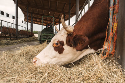 High angle view of cow in shed