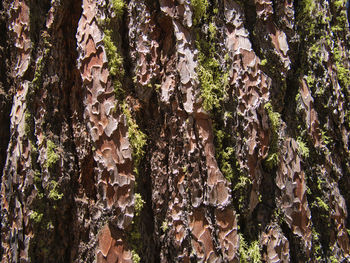 Full frame shot of tree trunk